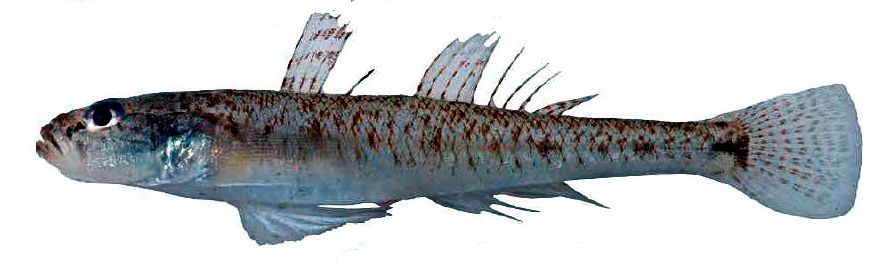Pomatoschistus minutus_008